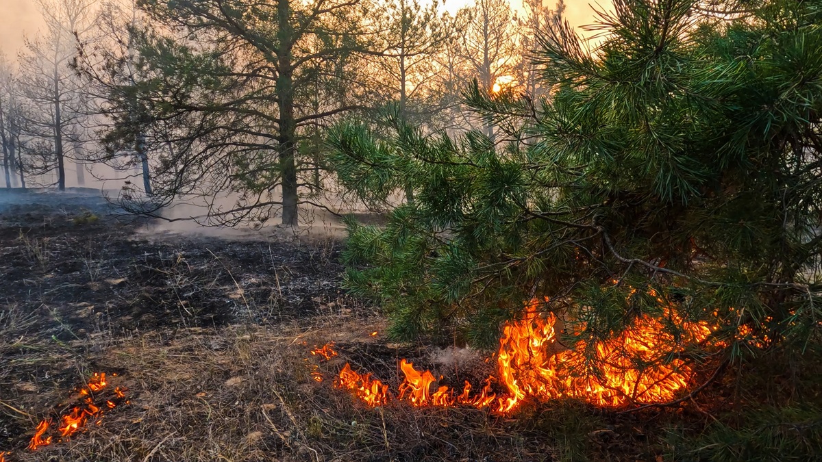 Gasili pożar w polskim parku narodowym przez 11 dni i pokazali skalę zniszczeń. Płakać się chce