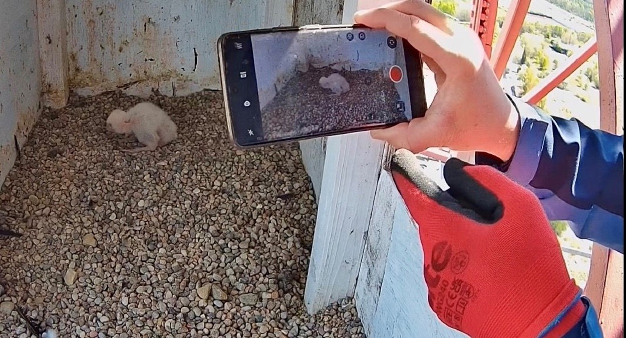 Wspięli się na stację bazową i do gniazda podrzucili sztuczne jajo. Operator mówi o sukcesie