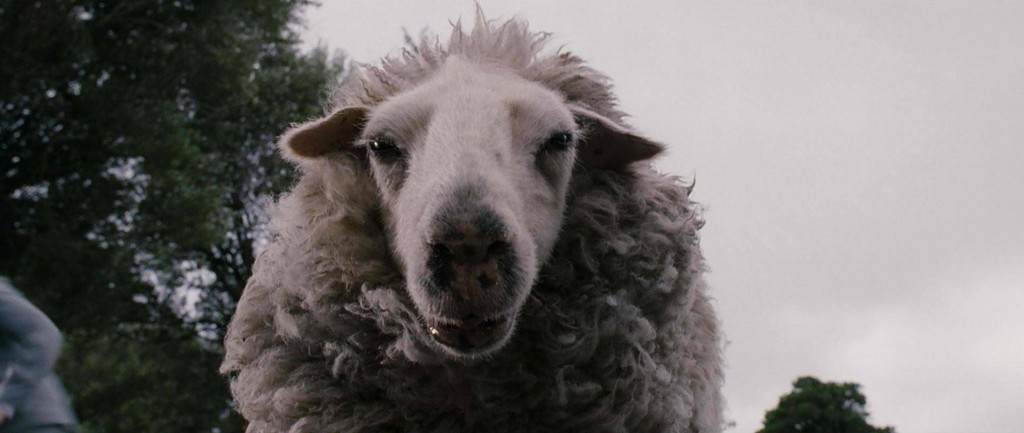 black-sheep3