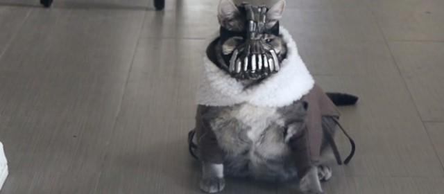 Bane wiecznie żywy… jako kot w filmiku BaneCat