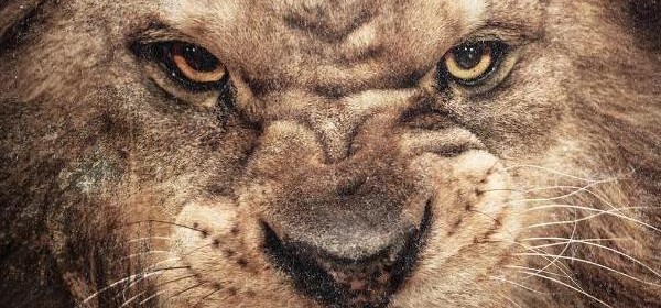 50 Cent "Animal Ambition" - recenzja!