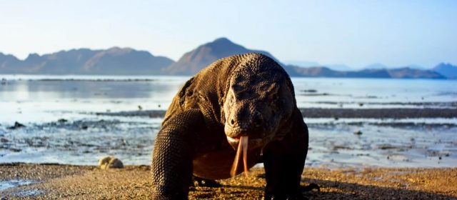 Zapowiada się największe widowisko tej zimy - "Planeta Ziemia II" w BBC Earth