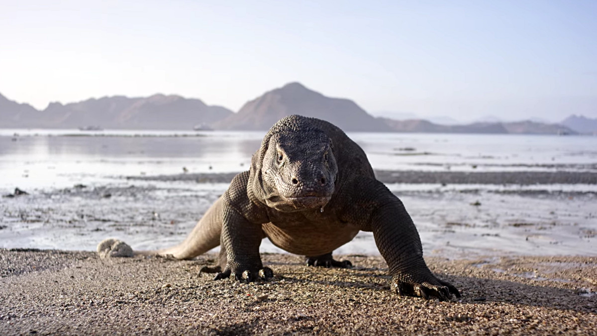 planeta ziemia ii bbc earth nc plus 4k