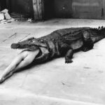 helmut newton piekno i bestia recenzja