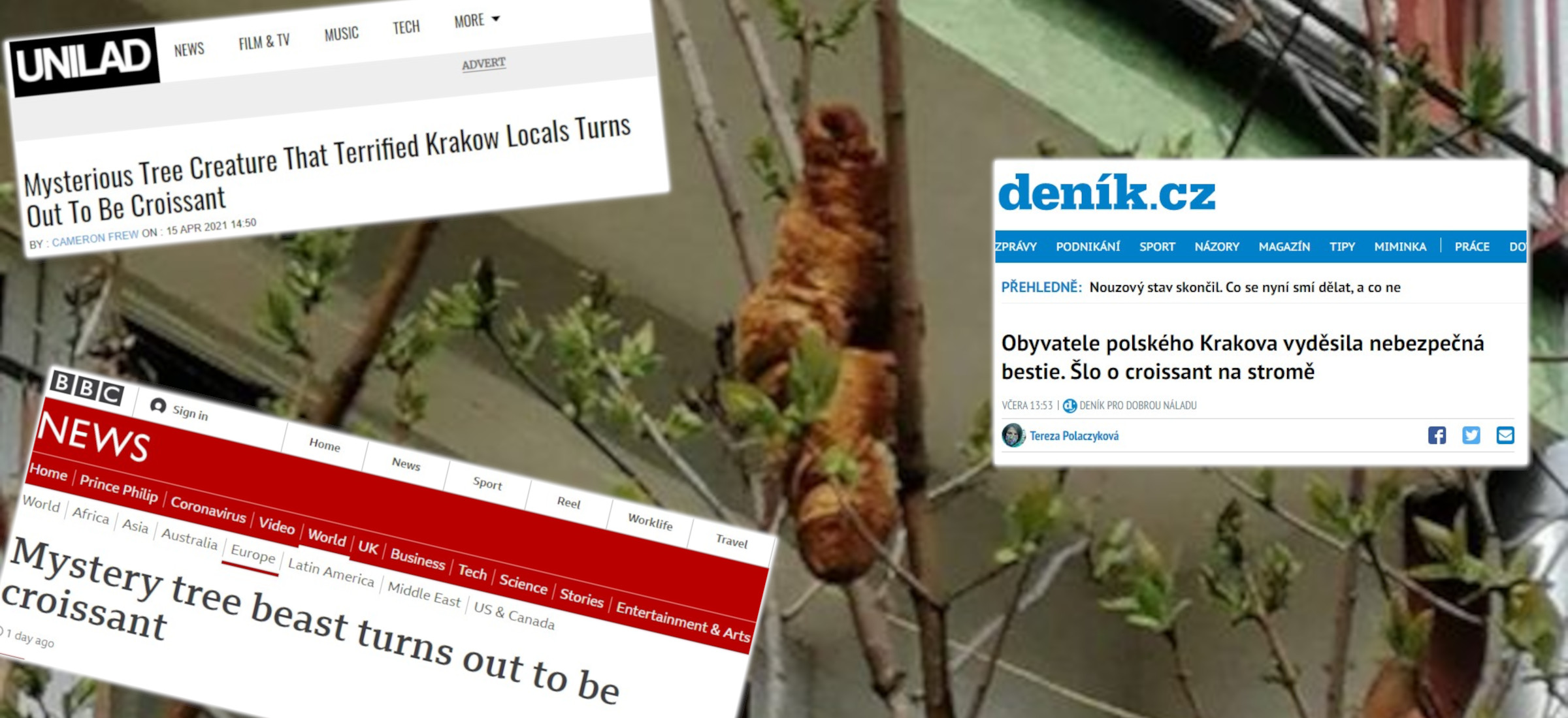 lagun kraków rogalik media