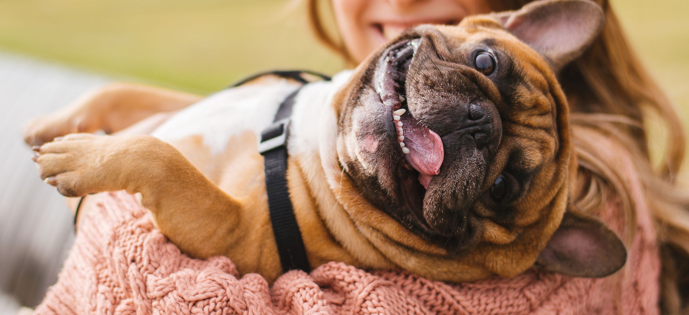 Petsitter