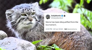 manul-world-cup-24-mania-dyskwalifikacja-dailymantle3-poznanskie-zoo