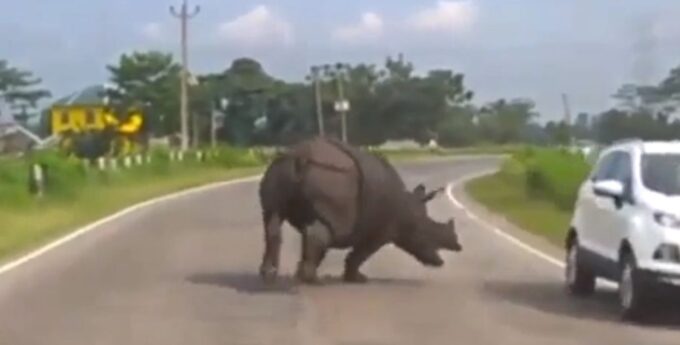 Nosorożec siał postrach na drodze
