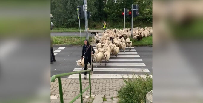 Owce w Bielsku