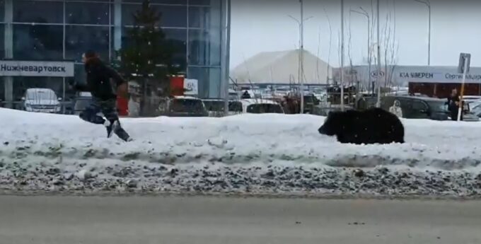 Niedźwiedź gonił pieszego w Rosji