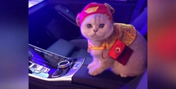 Kot promuje samochody w Chinach
