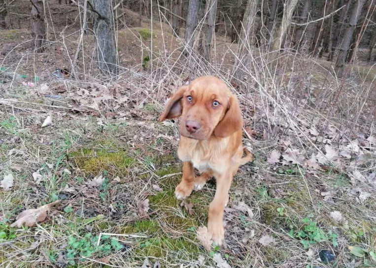 Bezduszny łotr wyrzucił psa w worku do lasu. Na szczęście tego pięknego malucha udało się uratować
