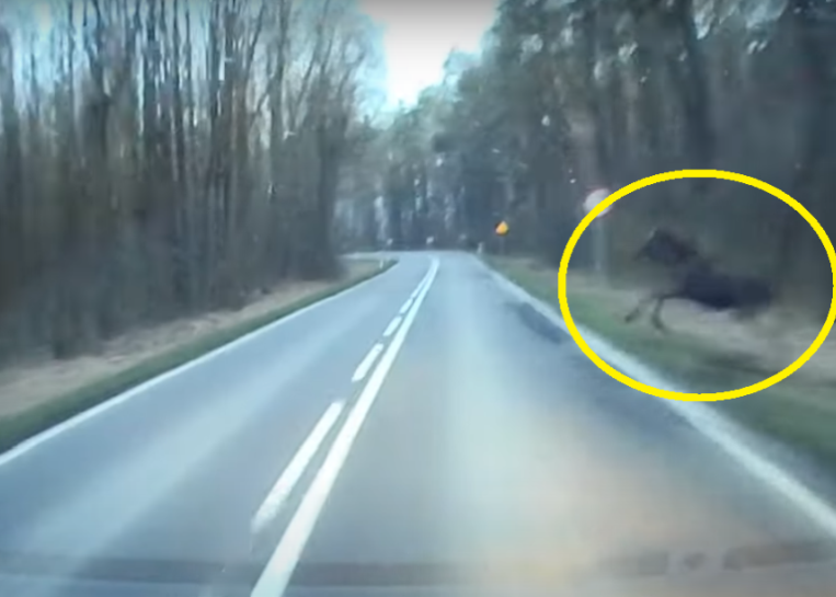 zderzenie wypadek kierowca łoś