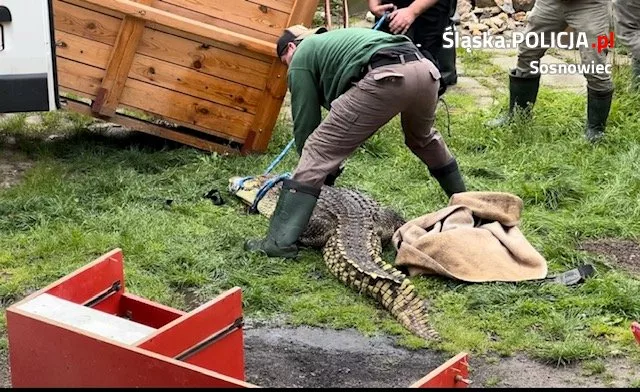 Krokodyl nilowy złapany w Sosnowcu. Zwierzę jest już pod opieką poznańskiego ZOO
