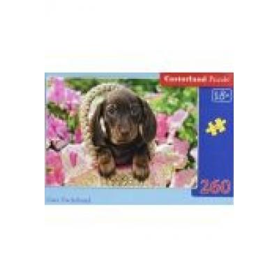 Puzzle 260 cute dachshund castor