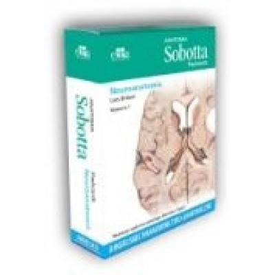 Anatomia sobotta flashcards. neuroanatomia. angielskie mianownictwo anatomiczne
