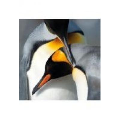 Karnet kwadrat z kopertą king penguins