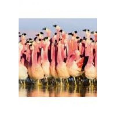 Karnet kwadrat z kopertą andean flamingoes
