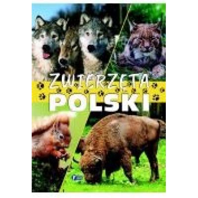 Zwierzęta polski  fenix