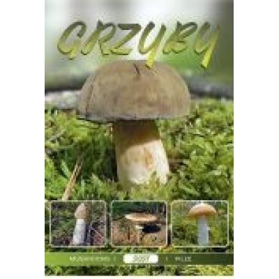 Kalendarz 2021 ścienny grzyby crux