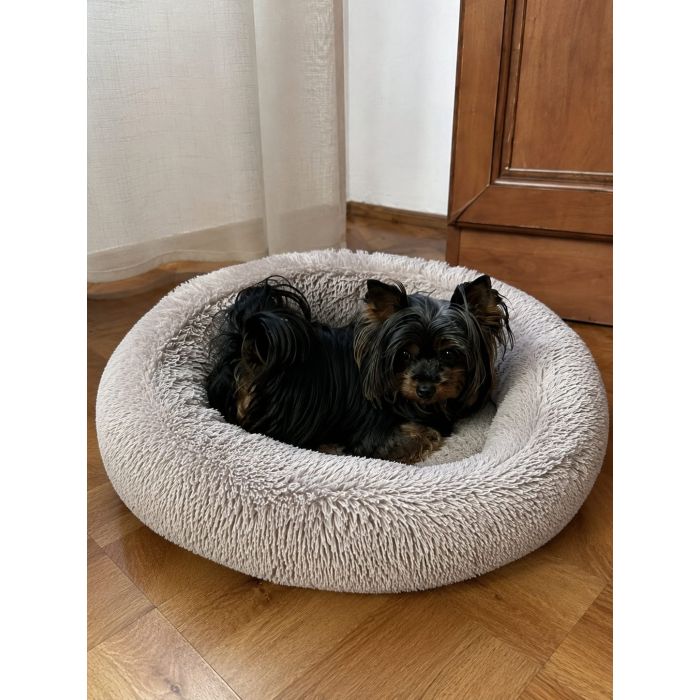 Bunia czarna Yoreczka  czeka na nowy domek