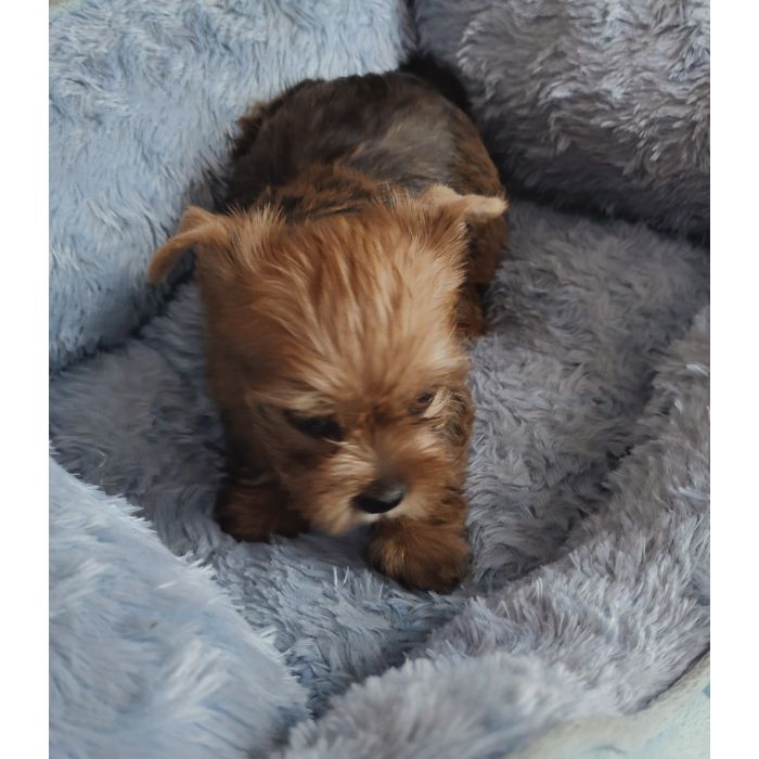 Nala , Nela , Niko rezerwacja