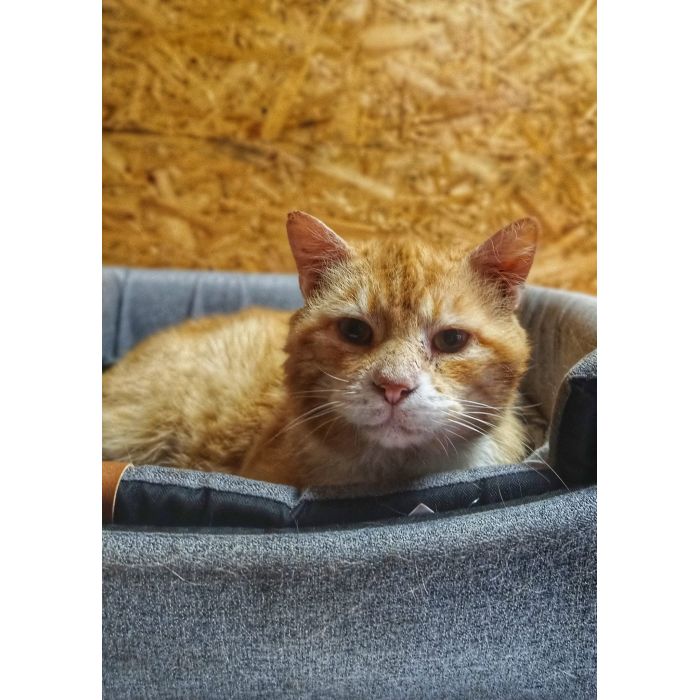 Garfield - mądry, ułożony kotek szuka domu!