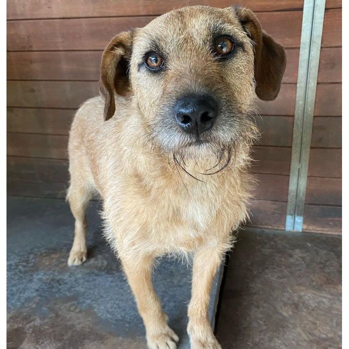 Fuks - wesoły, młody terrier mix szuka domu!