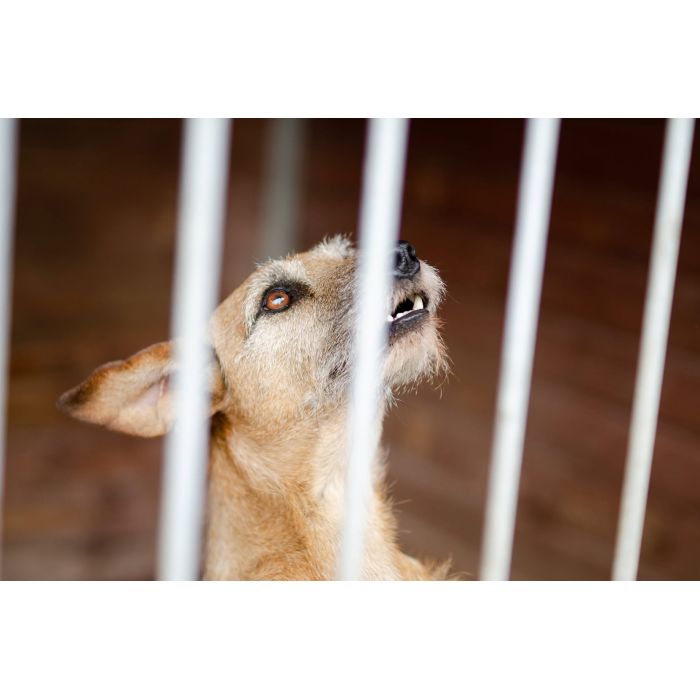 Fuks - wesoły, młody terrier mix szuka domu!