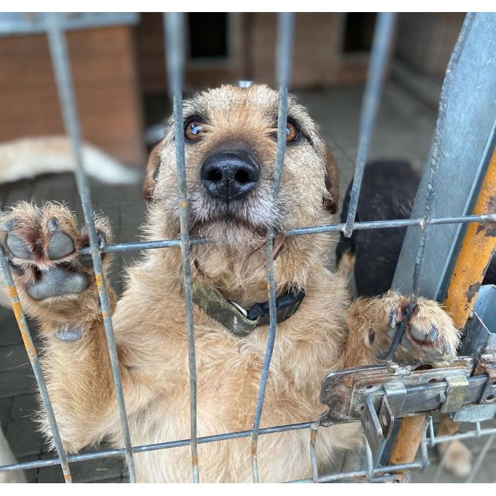 Fuks - wesoły, młody terrier mix szuka domu!