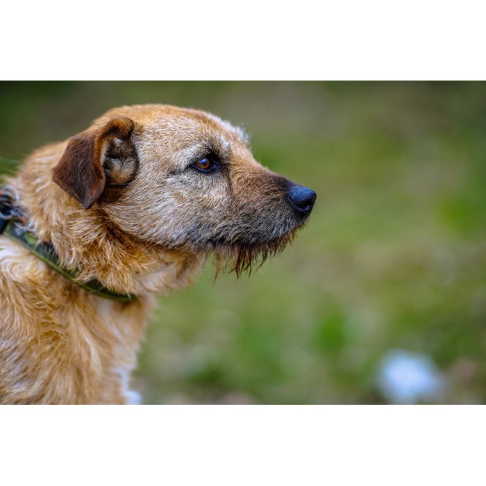 Fuks - wesoły, młody terrier mix szuka domu!