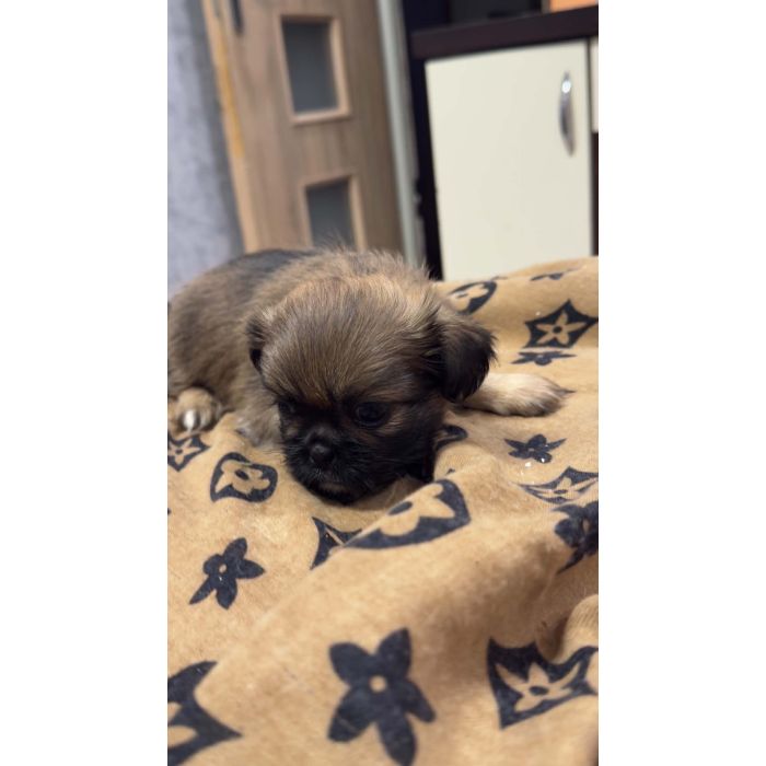 Pieski pekinczyki