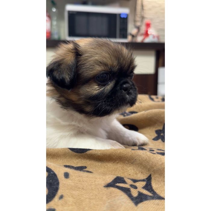 Pieski pekinczyki