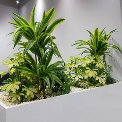 Rośliny do biura