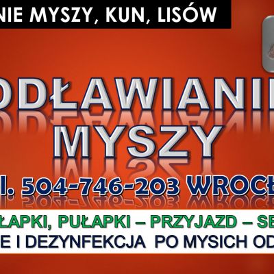 Likwidacja myszy, tel.504-746-203 cena, Wrocław. Pozbycie się myszy, deratyzacja