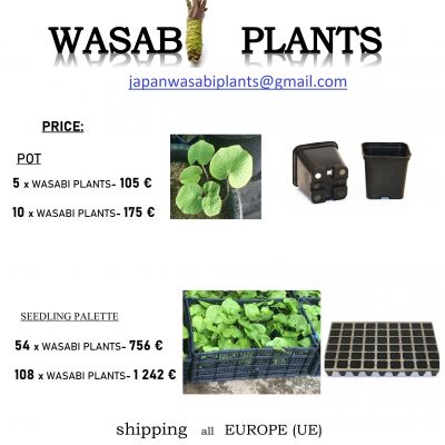 5 x WASABI PLANTS sadzonki sushi seed plant pflanze