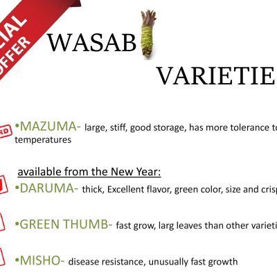 108 x WASABI PLANTS sadzonki sushi seed plant pflanze