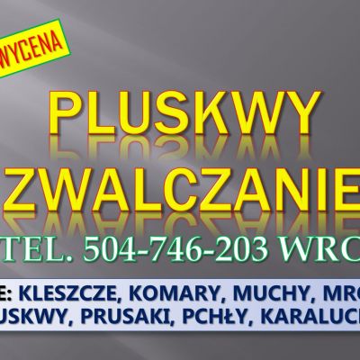 Dezynfekcja na pluskwy, cennik, tel. 504-746-203, Wrocław. Zwalczanie owadów, usługi dezynfekcji w mieszkaniu