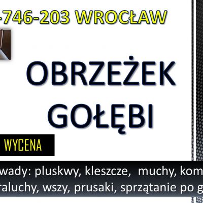 Obrzeżek gołębi, dezynfekcja tel. 504-746-203, Wrocław. Ptasie kleszcze od gołębi likwidacja, cennik