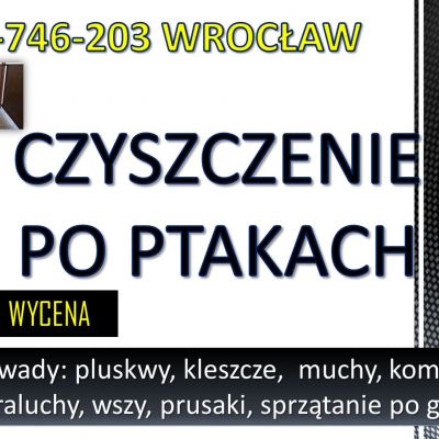 Obrzeżek gołębi, dezynfekcja tel. 504-746-203, Wrocław. Ptasie kleszcze od gołębi likwidacja, cennik