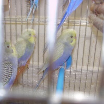 Papugi faliste dwumiesięczne tęczowe sprzedam.