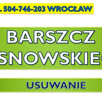 Usuwanie barszczu Sosnowskiego, tel. 504-746-203, zwalczanie, cennik, Wrocław