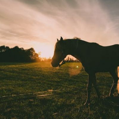 Rehabilitacja na biegunach – czyli terapia jazdą na koniu