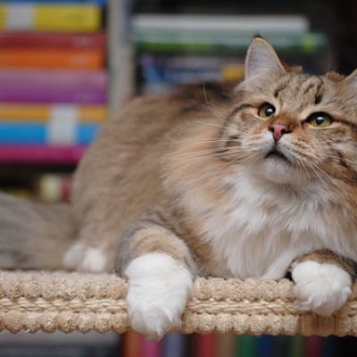 Piękna koteczka syberyjska WENUS Figlarne Kociaki*PL