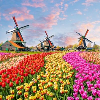 Praca w Holandii – kwiaty – produkcja