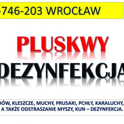 Usunięcie pluskiew z mieszkania, tel. 504-746-203, Wrocław. Pluskwy dezynfekcja