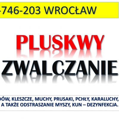 Usunięcie pluskiew z mieszkania, tel. 504-746-203, Wrocław. Pluskwy dezynfekcja