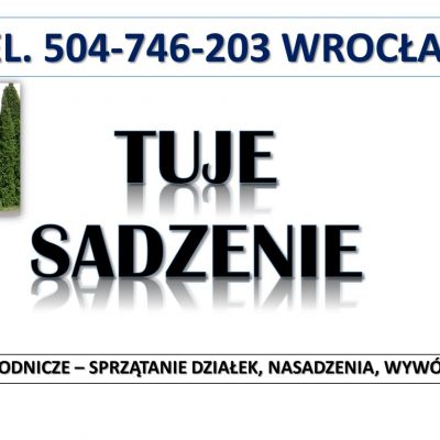 Tuje  sadzenie, cena,  tel. 504-746-203. Wrocław, Nasadzenie tui, pod żywopłot