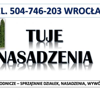 Tuje  sadzenie, cena,  tel. 504-746-203. Wrocław, Nasadzenie tui, pod żywopłot