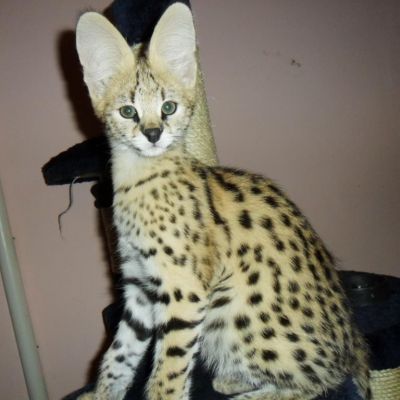 dostępne kocięta serval